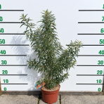 Rakytník rešetliakový (Hippophae rhamnoides) ´FRIESDORFER ORANGE´ - výška 70-80 cm, kont.C3L - SAMOOPELIVÝ